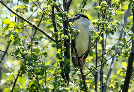 NITTICORA - Night Heron - Nycticorax nycticorax - Luogo: Garzaia di Celpenchio (PV) - Autore: Alvaro