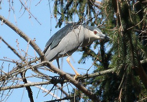 NITTICORA - Night Heron - Nycticorax nycticorax - Luogo: Vespolate (NO) - Autore: Alvaro