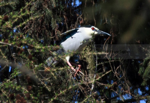 NITTICORA - Night Heron - Nycticorax nycticorax - Luogo: Garzaia di S. Alessandro - Zeme (PV) - Autore: Alvaro