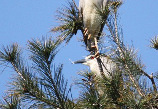 NITTICORA - Night Heron - Nycticorax nycticorax - Luogo: Vespolate (NO) - Autore: Alvaro