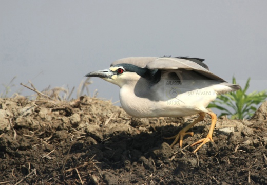 NITTICORA - Night Heron - Nycticorax nycticorax - Luogo: Risaie novaresi - Località: Casalino (NO) - Autore: Alvaro