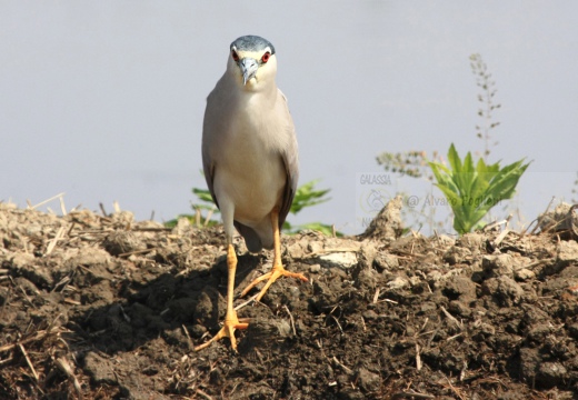 NITTICORA - Night Heron - Nycticorax nycticorax - Luogo: Risaie novaresi - Località: Casalino (NO) - Autore: Alvaro