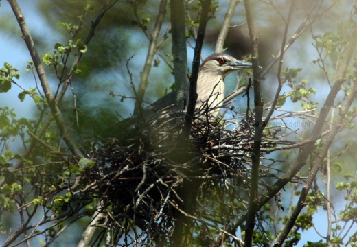 NITTICORA - Night Heron - Nycticorax nycticorax - Luogo: Garzaia di Celpenchio (PV) - Autore: Alvaro