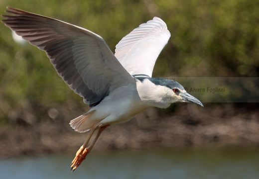 NITTICORA; Night Heron; Nycticorax nycticorax