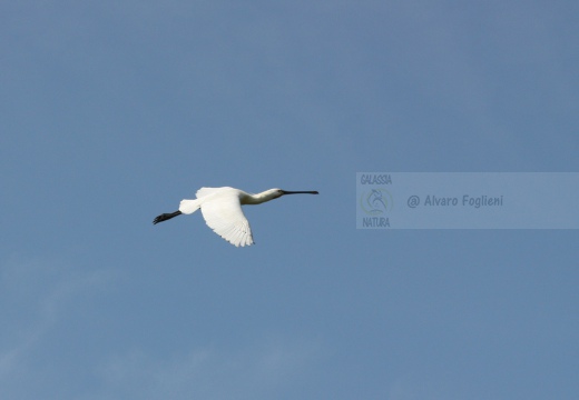 SPATOLA - Spoonbill - Platalea leucorodia - Luogo: Saline di Cervia (RA) - Autore: Alvaro