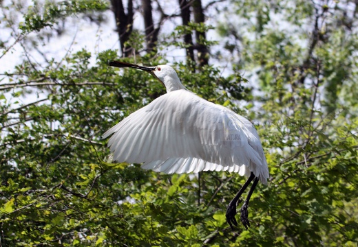 SPATOLA - Spoonbill - Platalea leucorodia - Luogo: Garzaia "Lago di Sartirana" - Sartirana Lomellina (PV) - Autore: Alvaro