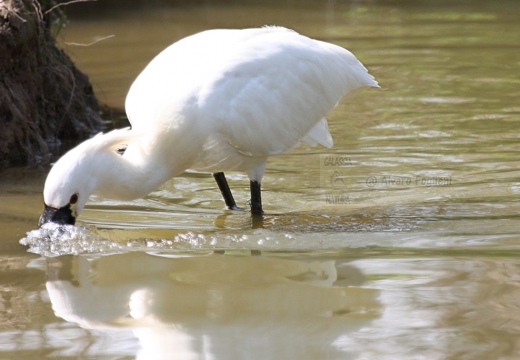 SPATOLA - Spoonbill - Platalea leucorodia - Luogo: Saline di Cervia (RA) - Autore: Alvaro