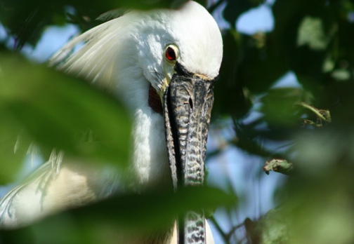 SPATOLA - Spoonbill - Platalea leucorodia - Luogo: Saline di Cervia (RA) - Autore: Alvaro