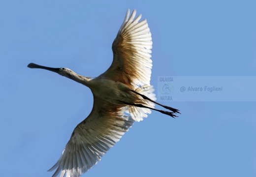 SPATOLA - Spoonbill - Platalea leucorodia - Luogo: Diaccia Botrona - Castiglione della Pescaia (GR) - Autore: Alvaro