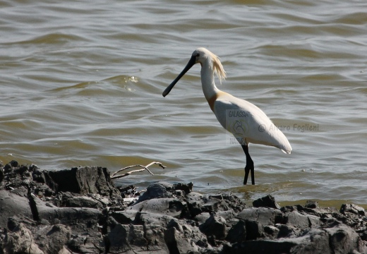 SPATOLA - Spoonbill - Platalea leucorodia - Luogo: Valli di Comacchio (FE) - Autore: Alvaro