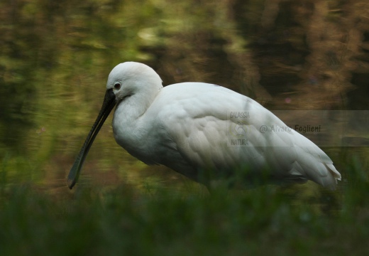 SPATOLA - Spoonbill - Platalea leucorodia - Luogo: Diaccia Botrona - Castiglione della Pescaia (GR) - Autore: Alvaro