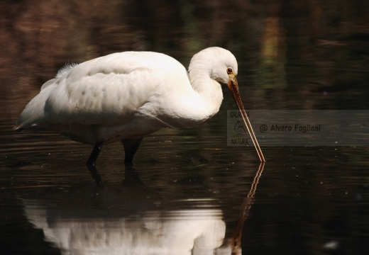 SPATOLA - Spoonbill - Platalea leucorodia - Luogo: Diaccia Botrona - Castiglione della Pescaia (GR) - Autore: Alvaro