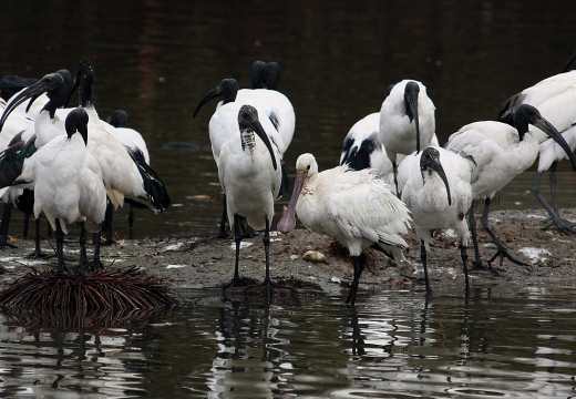 SPATOLA - Spoonbill - Platalea leucorodia - Luogo: Oasi di Casalbeltrame (NO) - Autore: Alvaro