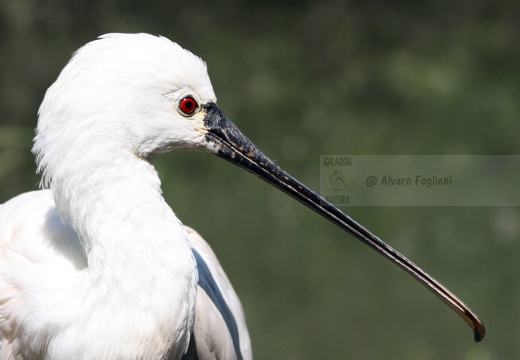 SPATOLA - Spoonbill - Platalea leucorodia - Luogo: Saline di Cervia (RA) - Autore: Alvaro