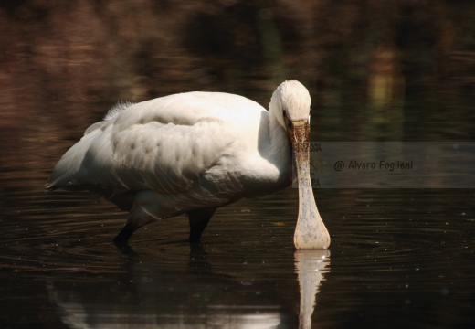 SPATOLA - Spoonbill - Platalea leucorodia - Luogo: Diaccia Botrona - Castiglione della Pescaia (GR) - Autore: Alvaro