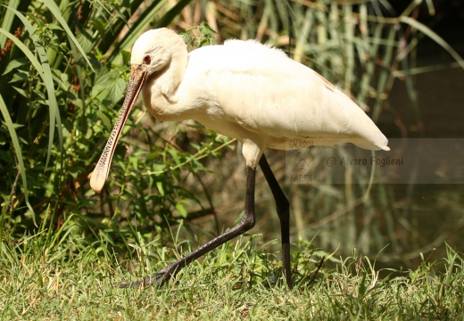 SPATOLA - Spoonbill - Platalea leucorodia - Luogo: Diaccia Botrona - Castiglione della Pescaia (GR) - Autore: Alvaro