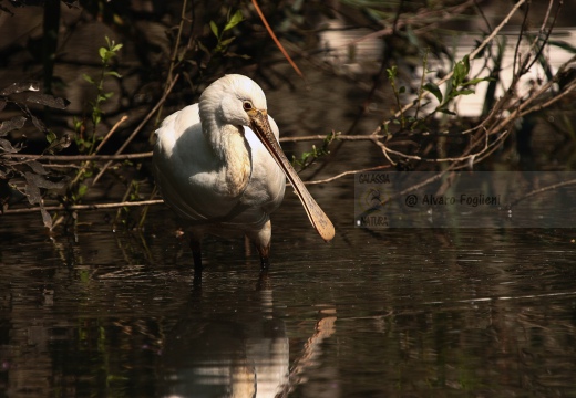 SPATOLA - Spoonbill - Platalea leucorodia - Luogo: Diaccia Botrona - Castiglione della Pescaia (GR) - Autore: Alvaro