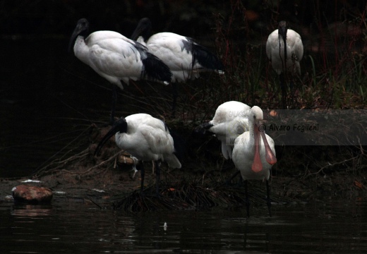 SPATOLA - Spoonbill - Platalea leucorodia - Luogo: Oasi di Casalbeltrame (NO) - Autore: Alvaro