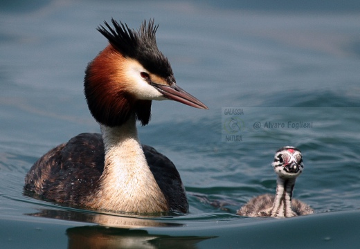 SVASSO MAGGIORE - Great Crested Grebe - Podiceps cristatus - Luogo: Lago d'Iseo - Iseo (BS) - Autore: Alvaro