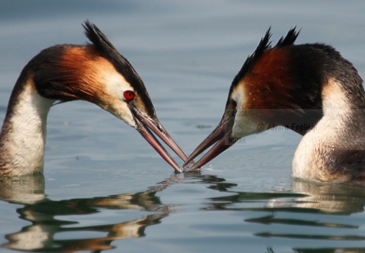 SVASSO MAGGIORE - Great Crested Grebe - Podiceps cristatus - Luogo: Lago d'Iseo - Iseo (BS) - Autore: Alvaro