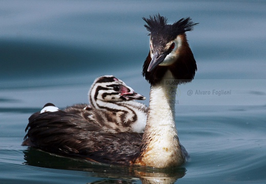 SVASSO MAGGIORE - Great Crested Grebe - Podiceps cristatus - Luogo: Lago d'Iseo - Iseo (BS) - Autore: Alvaro