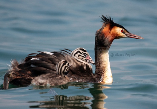 SVASSO MAGGIORE - Great Crested Grebe - Podiceps cristatus - Luogo: Lago d'Iseo - Iseo (BS) - Autore: Alvaro