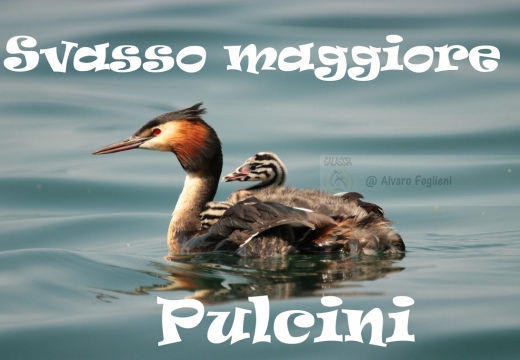 SVASSO MAGGIORE - Great Crested Grebe - Podiceps cristatus