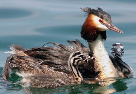 SVASSO MAGGIORE - Great Crested Grebe - Podiceps cristatus - Luogo: Lago d'Iseo - Iseo (BS) - Autore: Alvaro