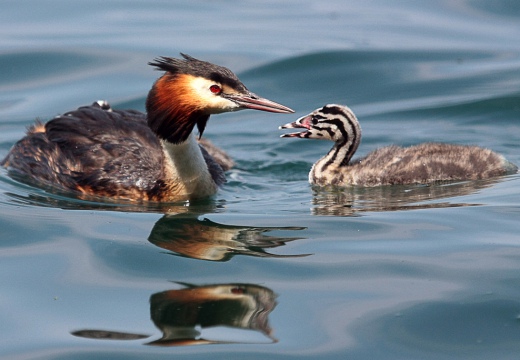 SVASSO MAGGIORE - Great Crested Grebe - Podiceps cristatus - Luogo: Lago d'Iseo - Iseo (BS) - Autore: Alvaro