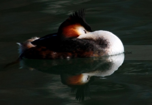 SVASSO MAGGIORE - Great Crested Grebe - Podiceps cristatus - Luogo: Peschiera del Garda (VR) - Autore: Alvaro