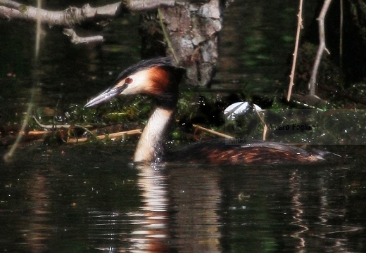  SVASSO MAGGIORE - Great Crested Grebe - Podiceps cristatus - Luogo: Parco della Valle del Ticino - Cameri (NO) - Autore: Alvaro