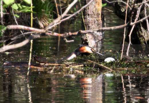  SVASSO MAGGIORE - Great Crested Grebe - Podiceps cristatus - Luogo: Parco della Valle del Ticino - Cameri (NO) - Autore: Alvaro