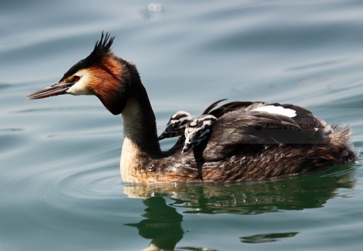 SVASSO MAGGIORE - Great Crested Grebe - Podiceps cristatus - Luogo: Lago d'Iseo - Iseo (BS) - Autore: Alvaro