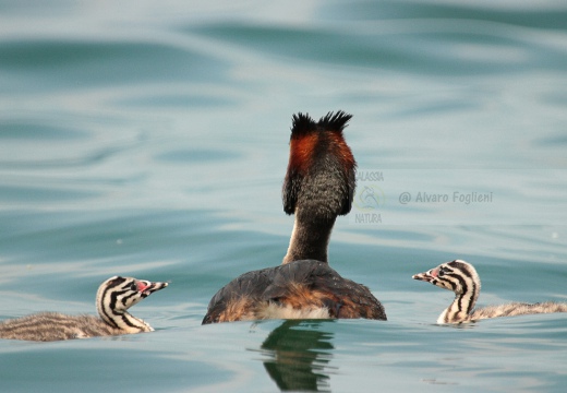 SVASSO MAGGIORE - Great Crested Grebe - Podiceps cristatus - Luogo: Lago d'Iseo - Iseo (BS) - Autore: Alvaro