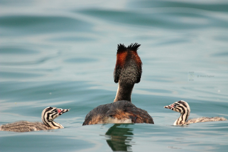SVASSO MAGGIORE - Great Crested Grebe - Podiceps cristatus - Luogo: Lago d'Iseo - Iseo (BS) - Autore: Alvaro