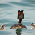 SVASSO MAGGIORE - Great Crested Grebe - Podiceps cristatus - Luogo: Lago d'Iseo - Iseo (BS) - Autore: Alvaro