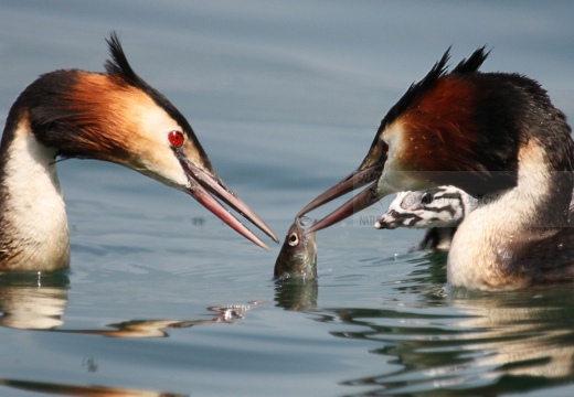 SVASSO MAGGIORE - Great Crested Grebe - Podiceps cristatus - Luogo: Lago d'Iseo - Iseo (BS) - Autore: Alvaro