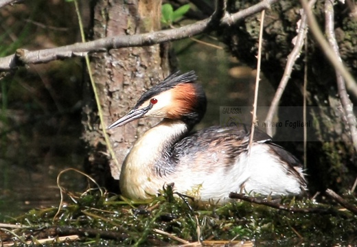 SVASSO MAGGIORE - Great Crested Grebe - Podiceps cristatus - Luogo: Parco della Valle del Ticino - Cameri (NO) - Autore: Alvaro