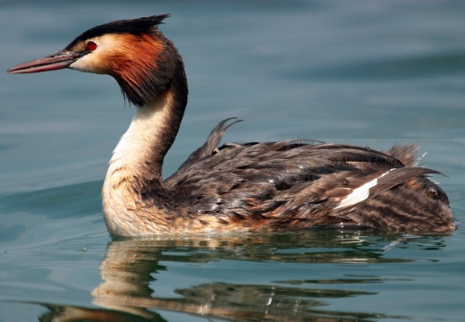 SVASSO MAGGIORE - Great Crested Grebe - Podiceps cristatus - Luogo: Peschiera del Garda (VR) - Autore: Alvaro