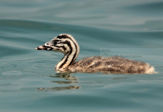 SVASSO MAGGIORE - Great Crested Grebe - Podiceps cristatus - Luogo: Lago d'Iseo - Iseo (BS) - Autore: Alvaro