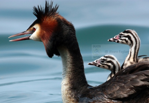 SVASSO MAGGIORE - Great Crested Grebe - Podiceps cristatus - Luogo: Lago d'Iseo - Iseo (BS) - Autore: Alvaro