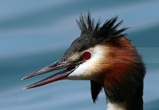 SVASSO MAGGIORE - Great Crested Grebe - Podiceps cristatus - Luogo: Peschiera del Garda (VR) - Autore: Alvaro