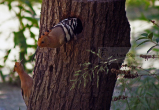 UPUPA - Hoopoe - Upupa epops - Luogo: Castiglione della Pescaia (GR) - Autore: Alvaro
