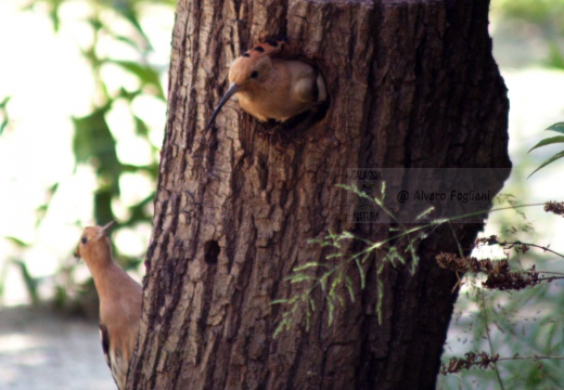 UPUPA - Hoopoe - Upupa epops - Luogo: Castiglione della Pescaia (GR) - Autore: Alvaro