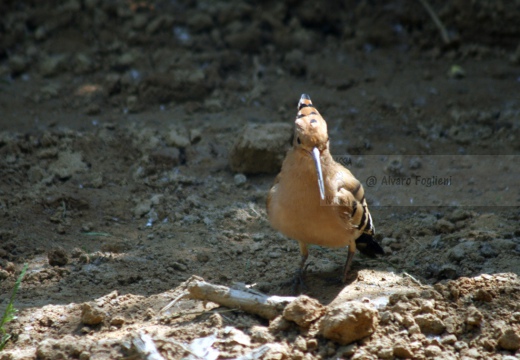 UPUPA - Hoopoe - Upupa epops - Luogo: Parco della Valle del Ticino - Cameri (NO) - Autore: Alvaro