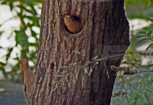 UPUPA - Hoopoe - Upupa epops - Luogo: Castiglione della Pescaia (GR) - Autore: Alvaro