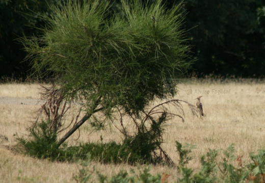 UPUPA - Hoopoe - Upupa epops - Luogo: Oasi WWF Orti Bottagone Piobino (LI) - Autore: Claudia