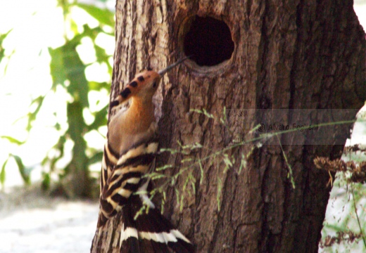 UPUPA - Hoopoe - Upupa epops - Luogo: Castiglione della Pescaia (GR) - Autore: Alvaro