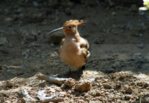 UPUPA - Hoopoe - Upupa epops - Luogo: Parco della Valle del Ticino - Cameri (NO) - Autore: Alvaro