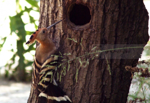 UPUPA - Hoopoe - Upupa epops - Luogo: Castiglione della Pescaia (GR) - Autore: Alvaro